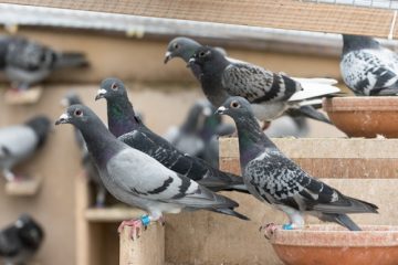 Pigeons — Professional Perst Exterminator in Mt. Warrigal, NSW