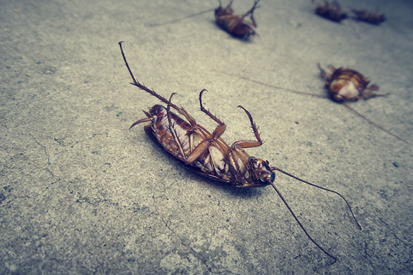 Dead-Cockroach-Image